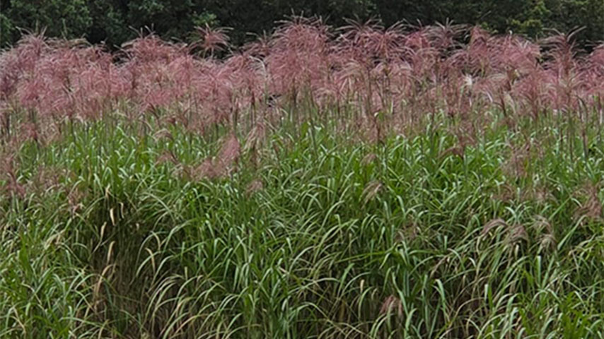Miscanthus, ook wel olifantengras genoemd uit het Limburgse Kessel