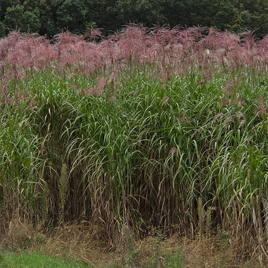 Miscanthus, ook wel olifantengras genoemd uit het Limburgse Kessel