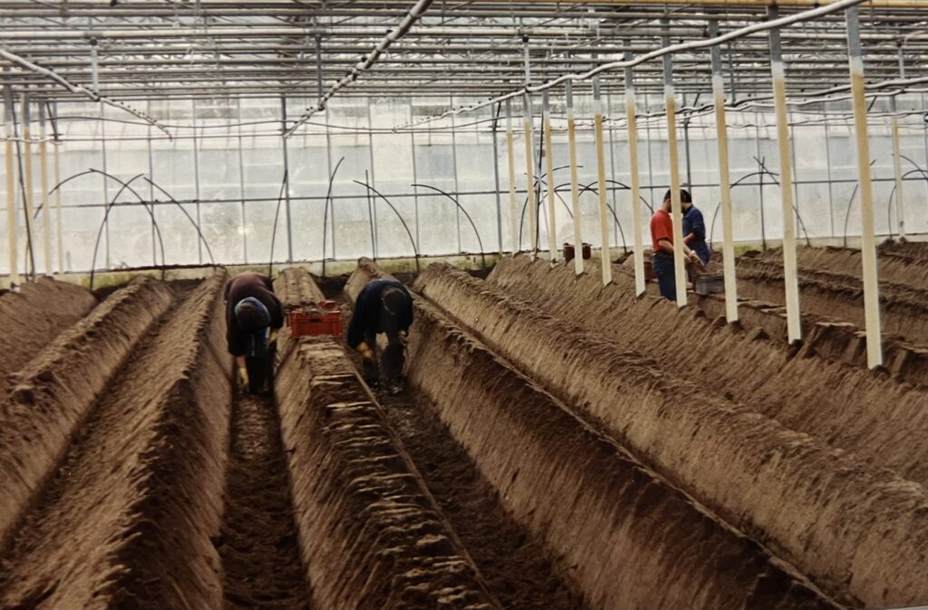 Eerste asperges uit de kas